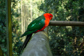 Bird Sanctuary - Crags, Plettenberg Bay