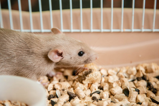 The domestic rat dumbo, white, is sitting in an open cage.