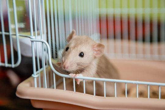The domestic rat dumbo, white, has leaned out of the open cage and looks.