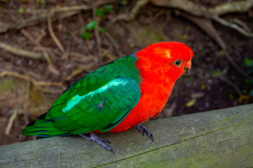 Bird Sanctuary - Crags, Plettenberg Bay