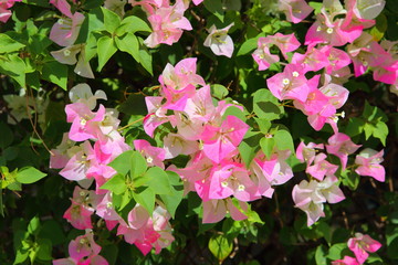 Bougainvillea with pink flowers In the sun in the garden