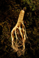 Korean ginseng root