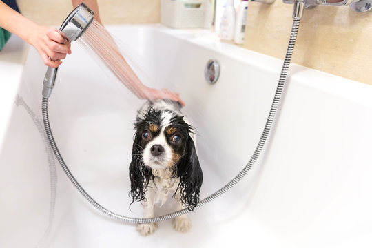 Funny Wet Dog In Bathtub