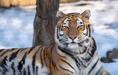 Fototapeta na wymiar Sunbathing Tiger