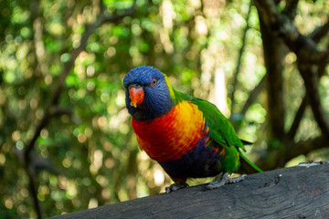 Bird Sanctuary - Crags, Plettenberg Bay