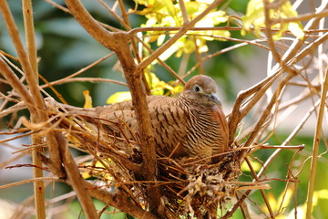 Mother Dove is warming her own eggs. In the nest that was built on the pomegranate tree