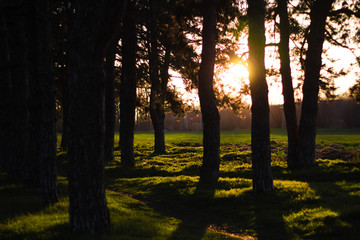 sunset in the forest