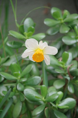 A narcissus flower blossom amidst jade plants