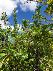 Beautiful yellow flowers and green leaves on a currant bush on a background of blue sky. spring currant blossoms bush