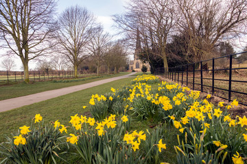 Obraz premium daffodils in the garden