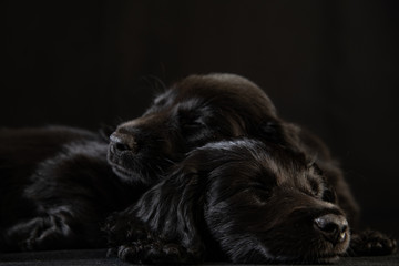 black dog in the black room