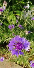 Delicate blue flower cornflower on a background of green grass. Wildflowers and meadow flowers. Touching summer flower. Centaurea cyanus. Symbol of simplicity and naturalness. Macro 