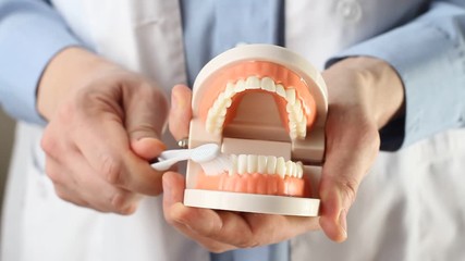 Dentist showing jaw model, giving lesson on proper teeth and oral cavity care. Dentist using jaw mock and toothbrush to teach patient correct cleaning of teeth