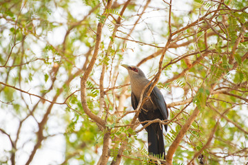 Bird Green-billed Malkoha  Phaenicophaeus tristis
