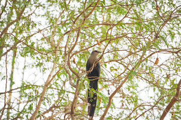 Bird Green-billed Malkoha  Phaenicophaeus tristis