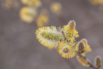 yellow flower of a willow