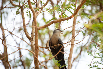 Bird Green-billed Malkoha  Phaenicophaeus tristis