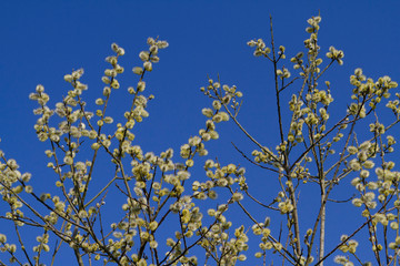  the yellow fruits on the tree contrast sharply with the blue sky as background