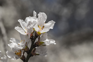 Blooming spring trees. Peach, almond, Sakura