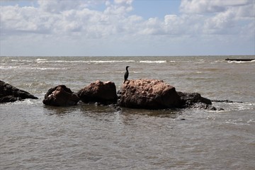 The beauty of the stones on the beach in Montevideo in Uruguay.