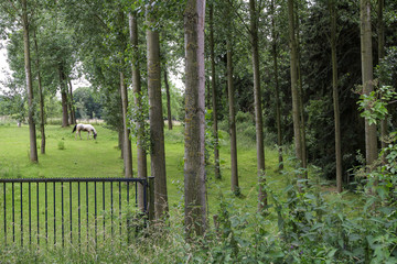  gateway to a meadow with trees where a horse is grazing