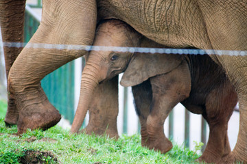 Elefante aita semea 3 © Zutik