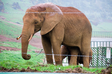 Elefante biak hiru