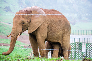 Obraz premium Elefante aita semea bat