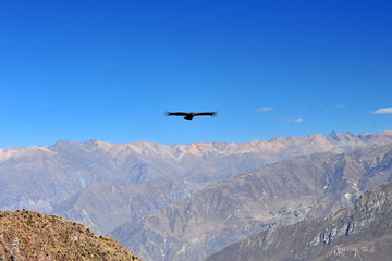 Fototapeta na wymiar Condor flies over the mountains in the Kolka River Valley. Peru.