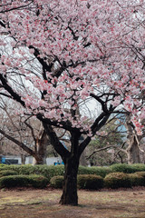 Cherry blossom trees at park in Tokyo, Japan