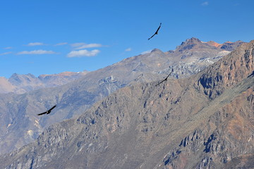 Naklejka na ściany i meble Condor flies over the mountains in the Kolka River Valley. Peru.
