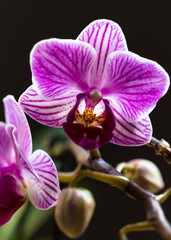 Orchidee lila (purple orchid)