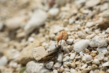 ballade de sauterelle marron