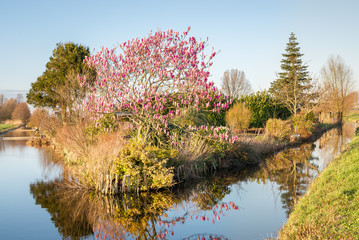 Scenic view of a pink flowering Magnolia tree along the water in a park © Menyhert
