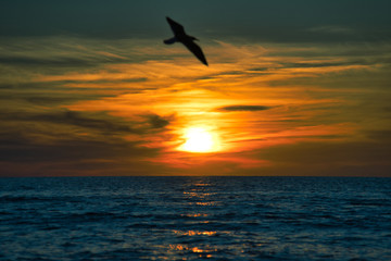 Plakat Romantischer Sonnenuntergang, brennender Himmel auf Sunibel Island mit Möven am Himmel und Boot am Horizont