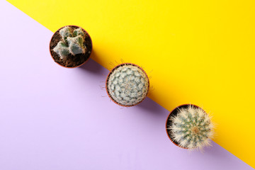 Cacti in pots on two tone background, top view
