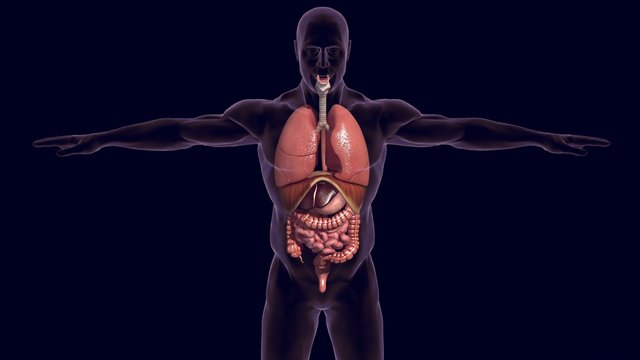 Human organs lungs and digestive system 3D render
