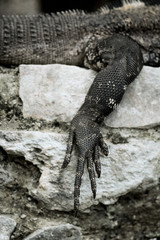 Iguana at Mexico coast