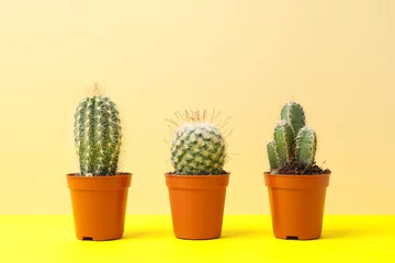 Zelfklevend Fotobehang Cactus in pot Cactussen in potten op gele tafel, ruimte voor tekst