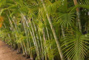 Obraz na płótnie Canvas caribbean palm trees
