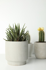 Succulent plants in pots on white background, space for text