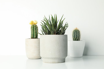 Succulent plants in pots on white background, close up