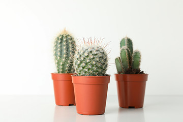 Cacti in pots on white background. House plants
