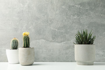 Succulent plants against grey background, space for text. Houseplants