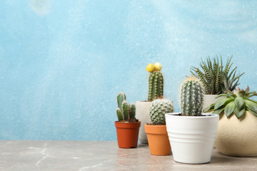 Succulent plants on grey table, space for text. Houseplants