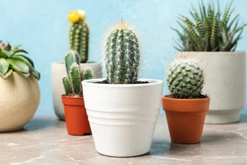 Foto op Plexiglas Cactus in pot Succulenten op grijze tafel, close-up. Kamerplanten