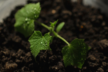  Young sprout in the ground. Seedlings of cucumber plants.