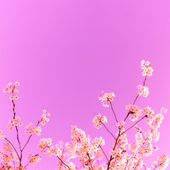 pink cherry blossom in spring for background. bright pink colors, monochrome concept