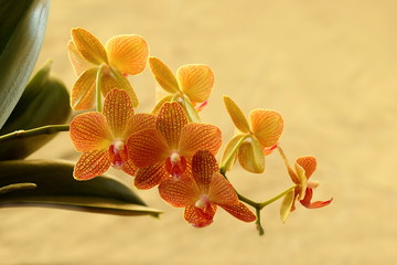 Orchidee orange isoliert
