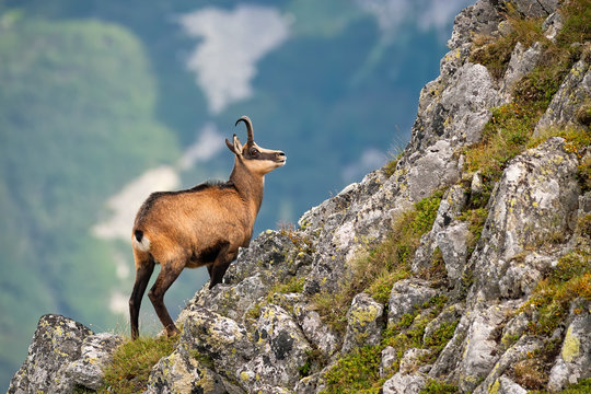 Vital tatra chamois, rupicapra rupicapra tatrica, climbing rocky hillside in mountains. Wild mammal looking up the cliff with copy space in High Tatras national park, Slovakia.